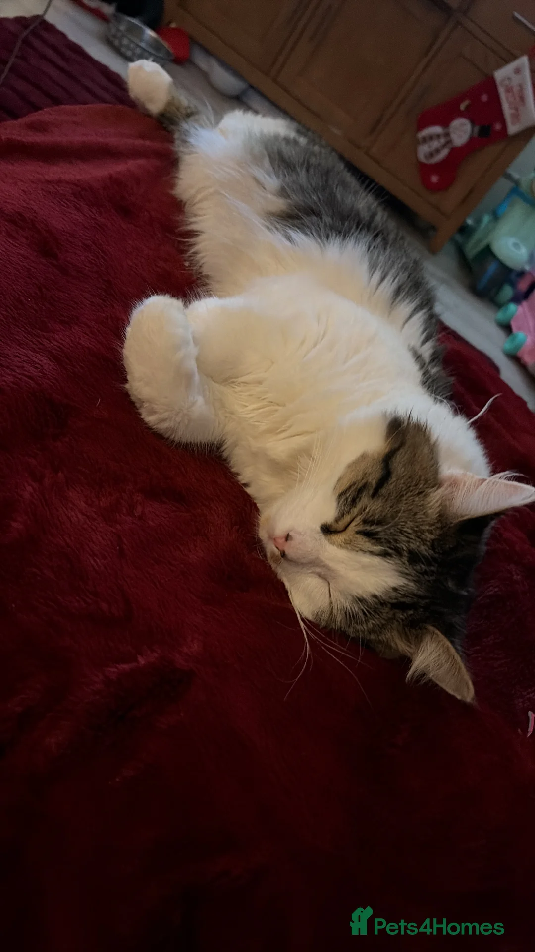 Mixed Breed cats for sale: Male 1 year for sale - Advert 3