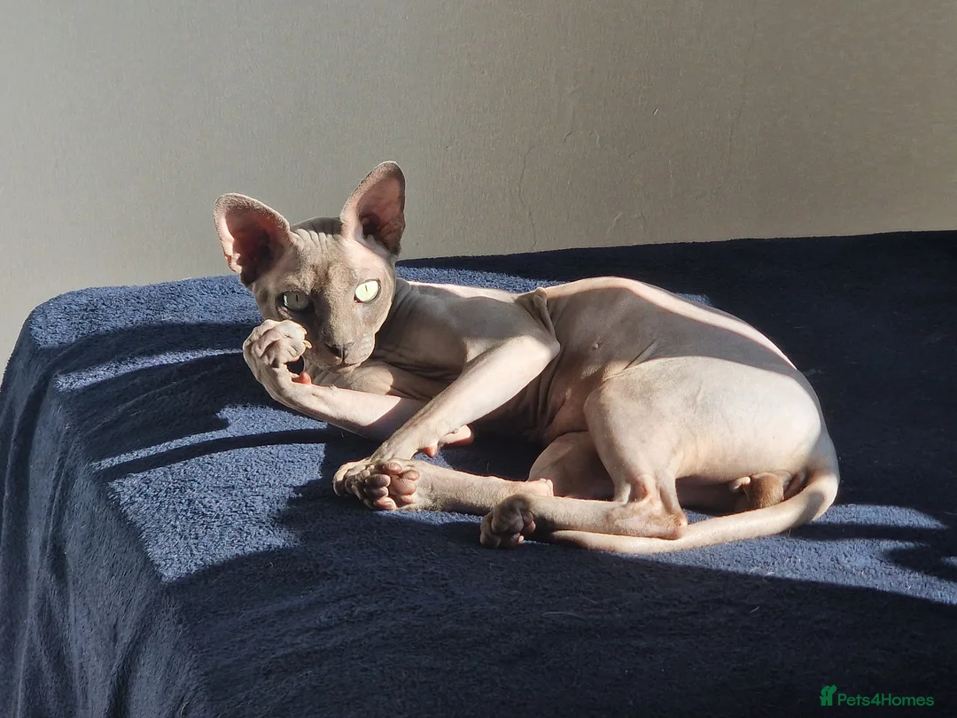 Sphynx cats for sale: Sphynx Cat for Sale – Meet Maverick! - Advert 2