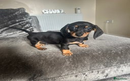 Miniature Dachshund dogs for sale: Miniature daschund puppies  - Image 8