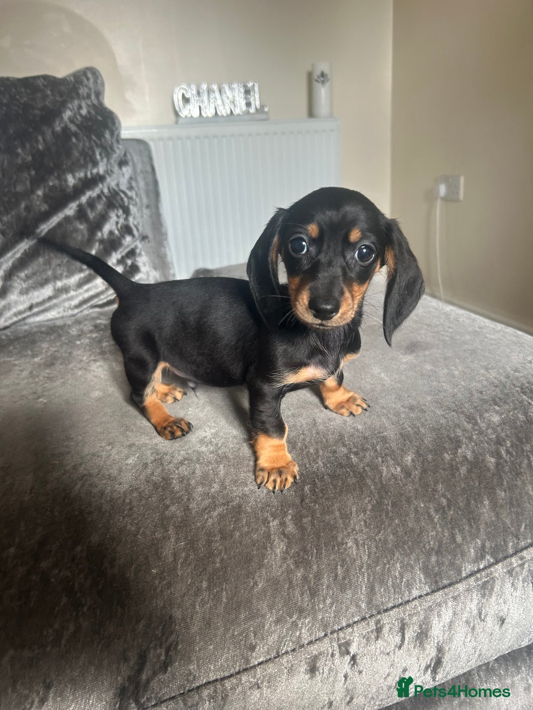 Miniature Dachshund dogs for sale: Miniature daschund puppies  - Image 8
