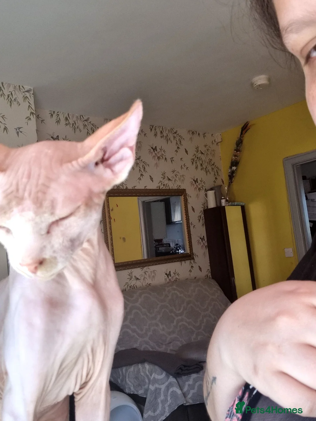 Sphynx cats for stud: Beautiful strong sphynx boy in Dewsbury - Advert 13