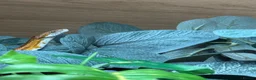Corn Snake reptiles for sale: Corn Snake  in London - Advert 1