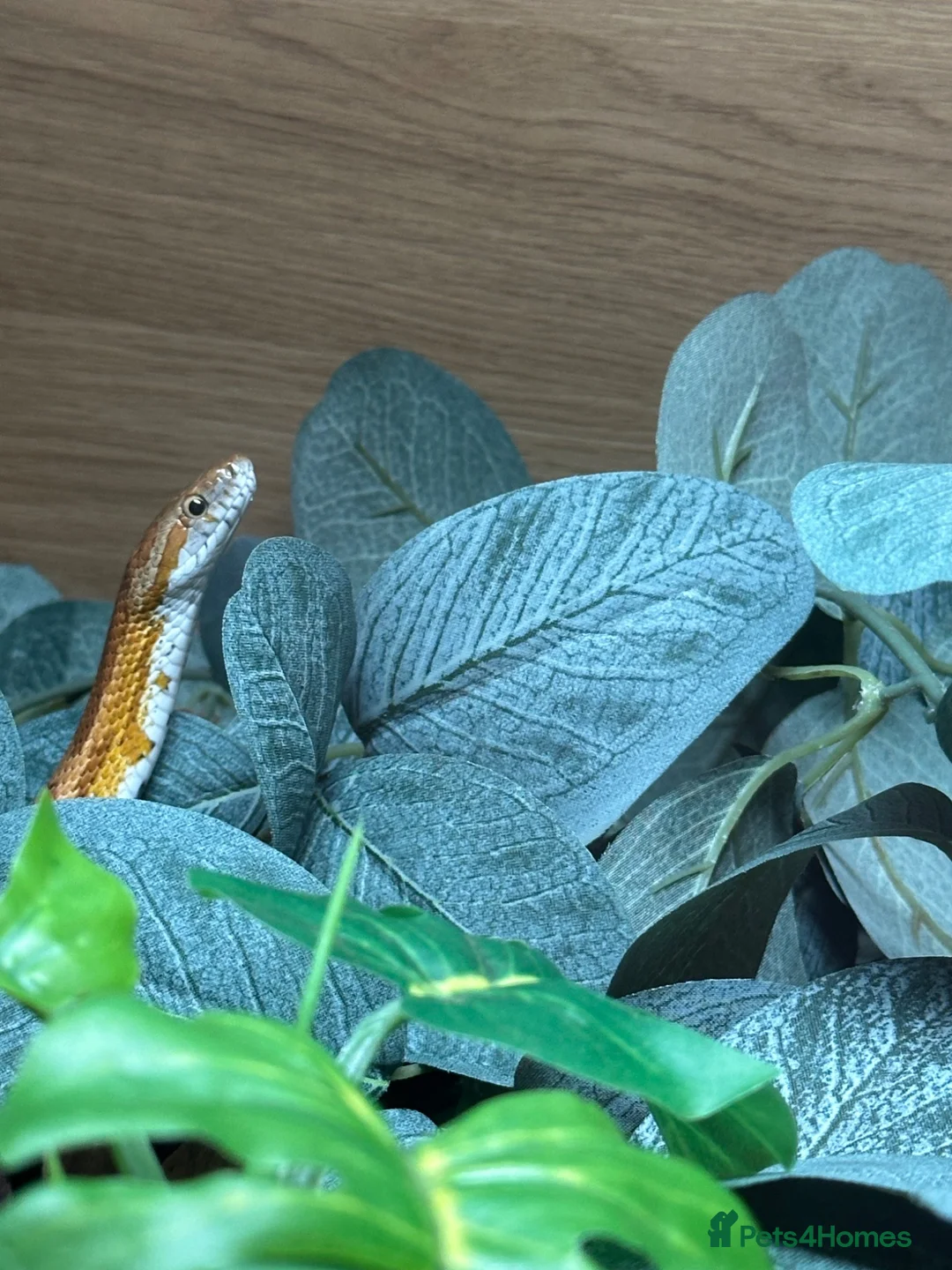 Corn Snake reptiles for sale: Corn Snake  in London - Advert 1