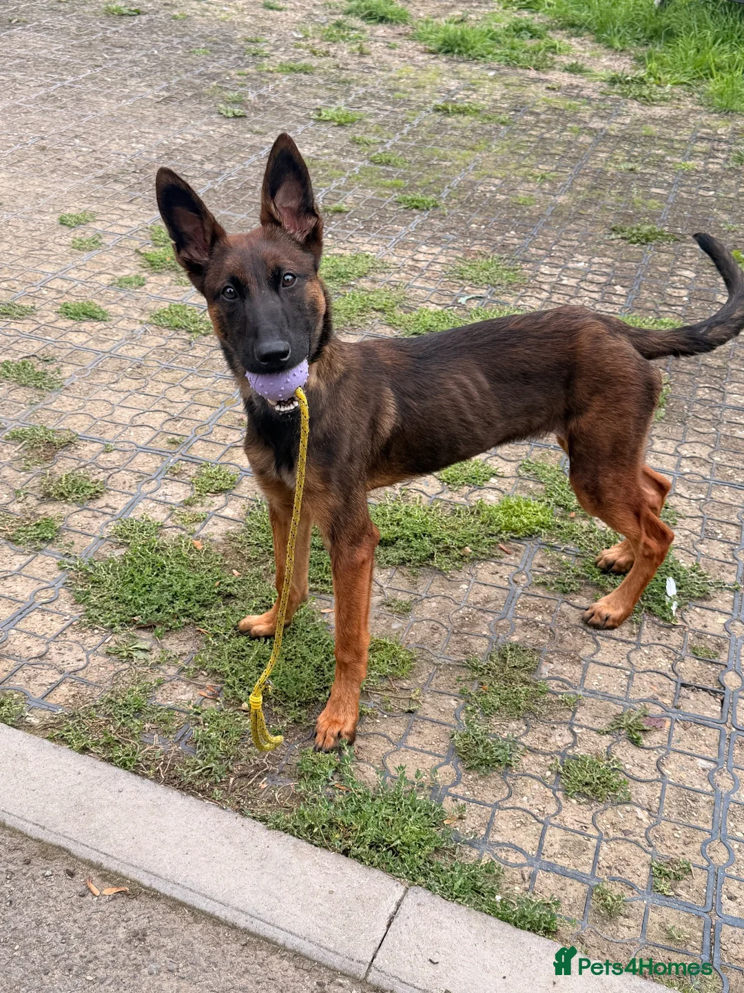 Belgian Shepherd Dog dogs for sale: Beautiful girl looking for a home 🏡  - Advert 2