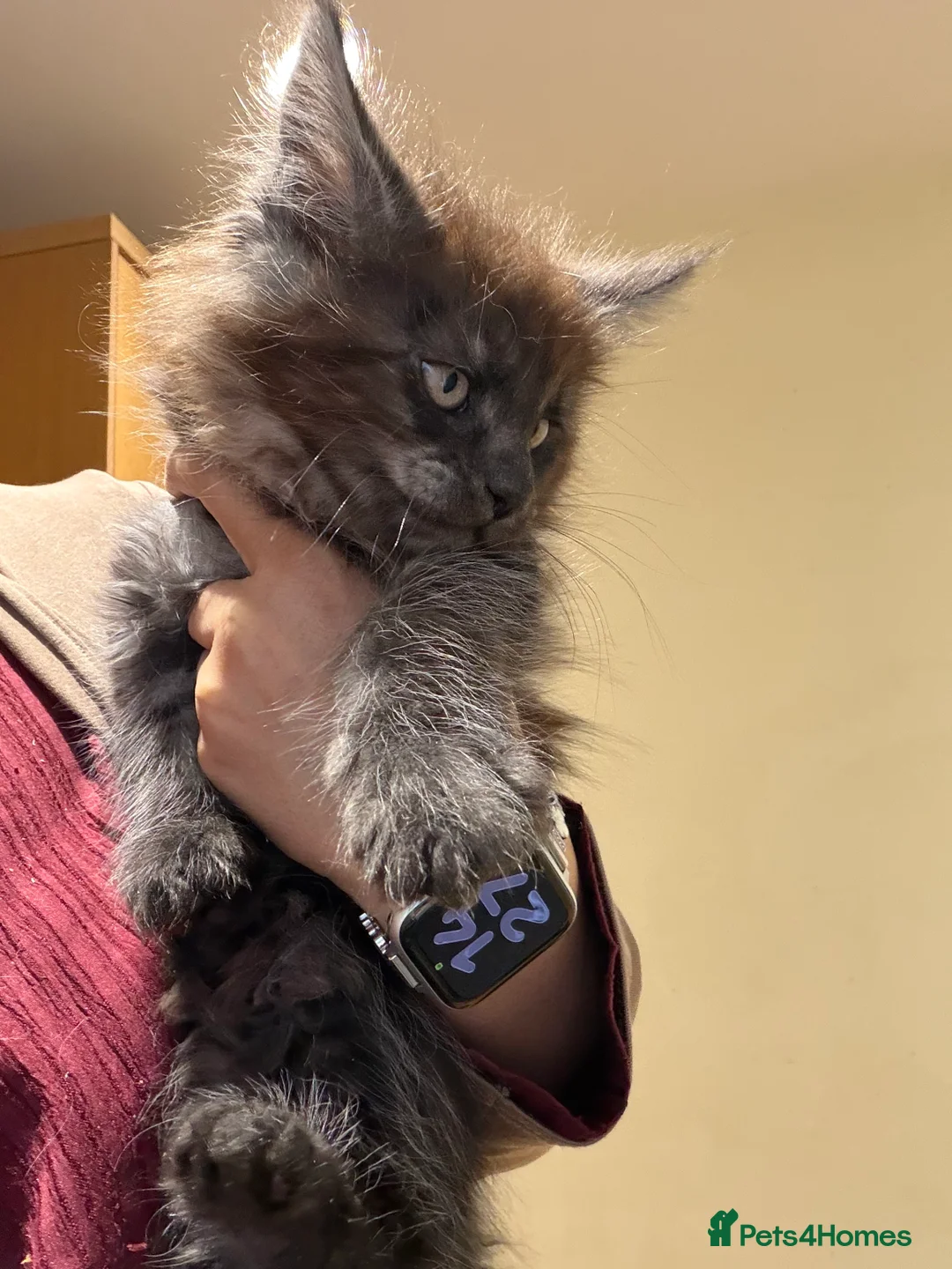 Maine Coon cats for sale: 1 left Purebred Maine Coon Kittens - TICA 🐾 - Advert 32