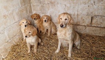 Golden Retriever dogs Beautiful Golden Retriever Puppies - Advert 9