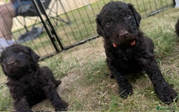 Newfypoo dogs for sale: 🐾 Beautiful Newfypoo x Standard Poodle Puppies 🐾 in Doncaster - Image 18