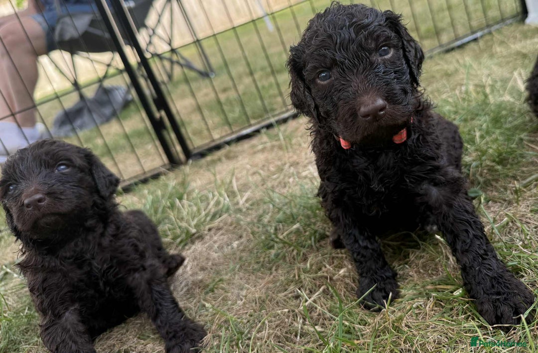 Newfypoo dogs for sale: 🐾 Beautiful Newfypoo x Standard Poodle Puppies 🐾 in Doncaster - Image 18