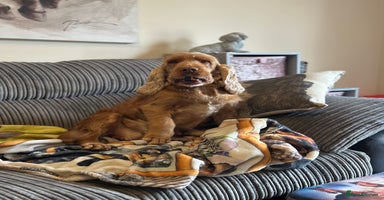 Cocker Spaniel dogs - Advert 3