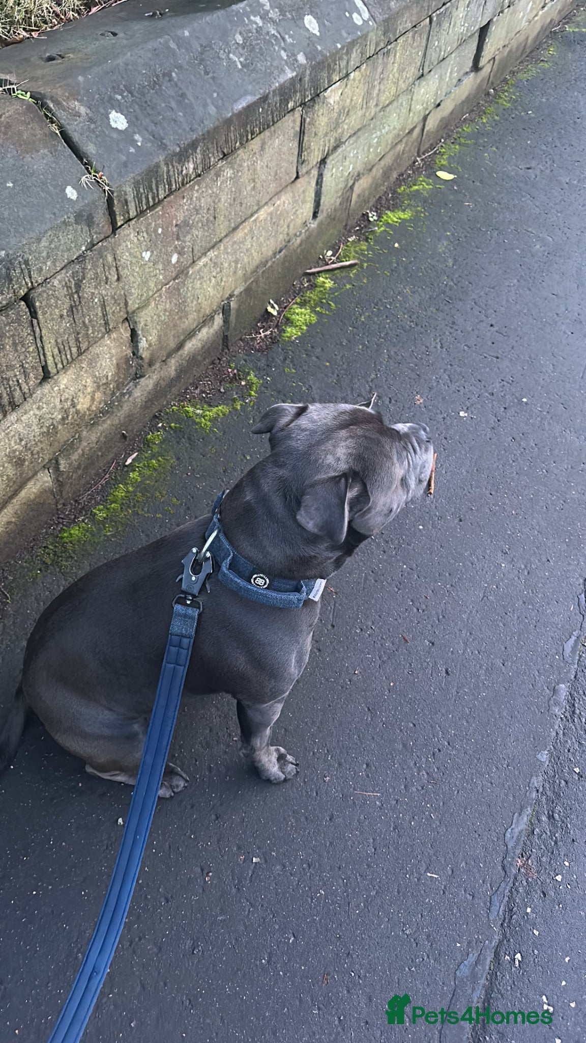 Staffordshire Bull Terrier dogs for stud: Blue Staffordshire Bull Terrier for Stud in Dundee - Advert 8