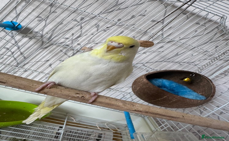 Budgerigars birds - Advert 1