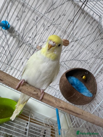 Budgerigars birds - Advert 4