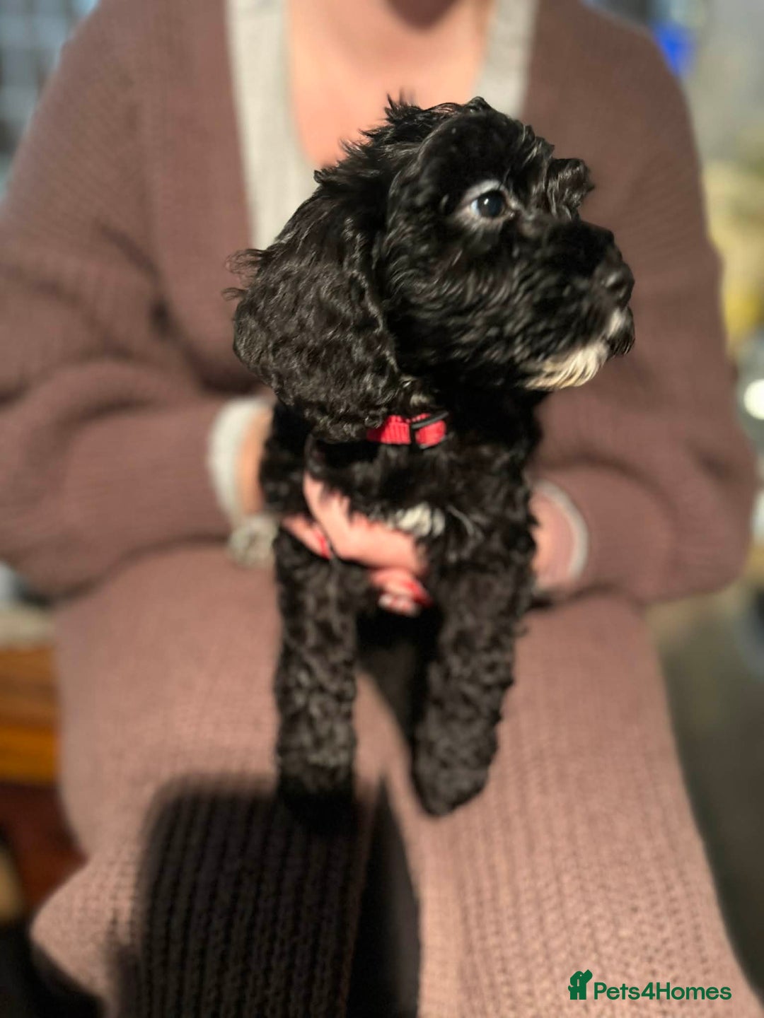 Cockapoo dogs for sale: Cockapoo’s for sale - Advert 6