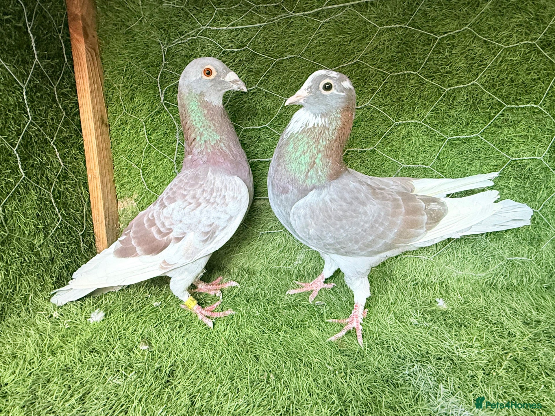 Pigeons birds Strong Breeding Pigeon Pairs – £70 Per Pair - Advert 2