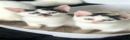 Khao Manee cats for sale: Mix breed  - Advert 1