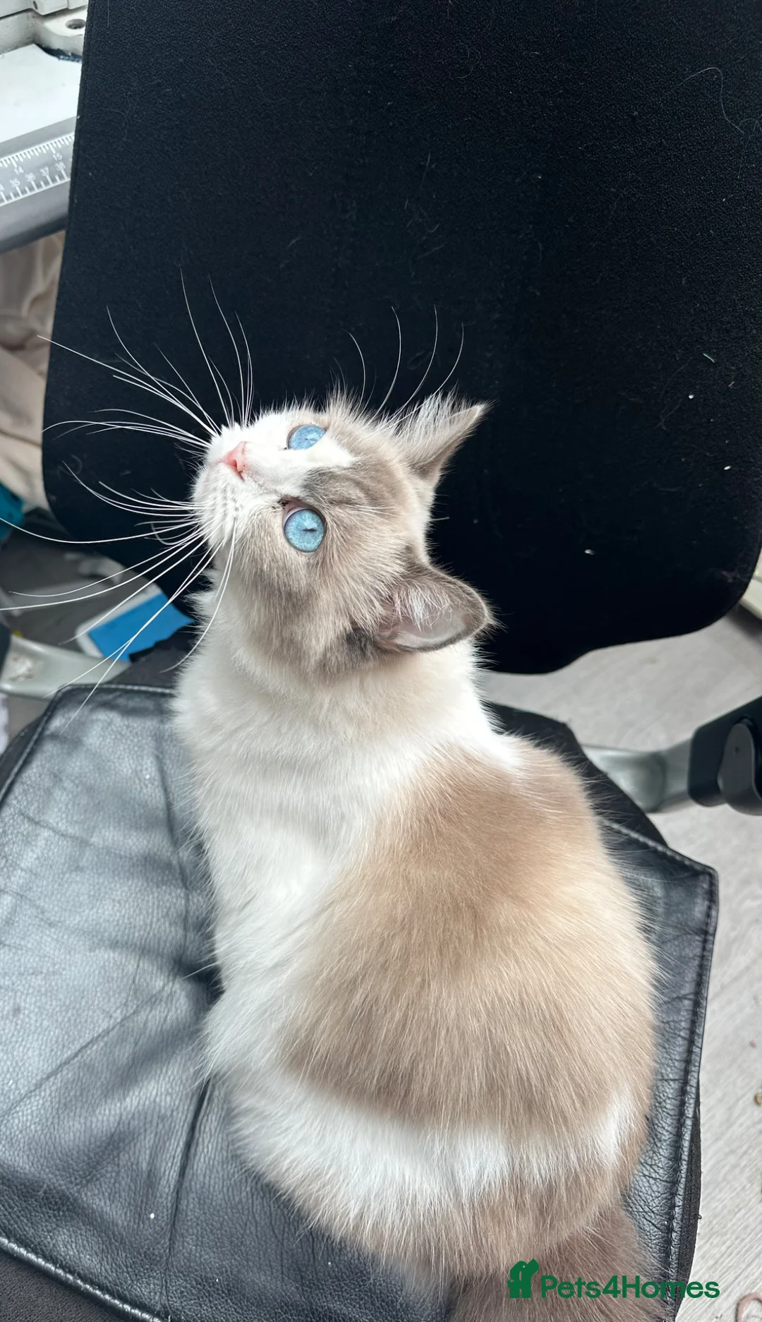 Mixed Breed cats for sale: Adorable Ragdoll cross kittens for sale - Advert 15