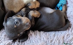 Dachshund dogs for sale: dashounds boys choc and tan - Image 9