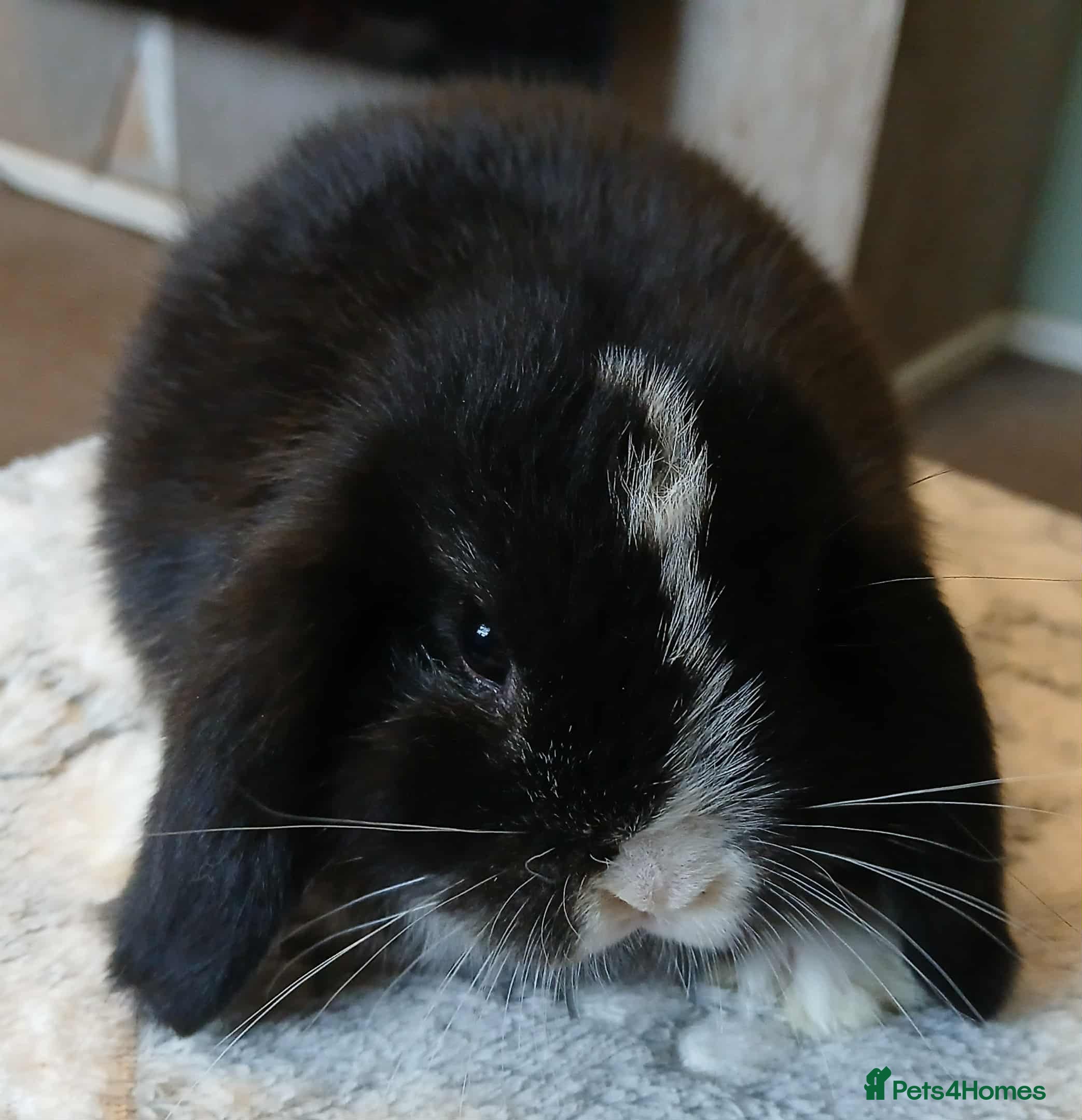 Mini Lop rabbits Pure bred Mini Lops for sale  - Advert 8