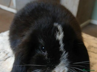 Mini Lop rabbits Pure bred Mini Lops for sale - Advert 5