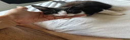Domestic Shorthair cats for sale: Thunder and lightning  - Advert 11