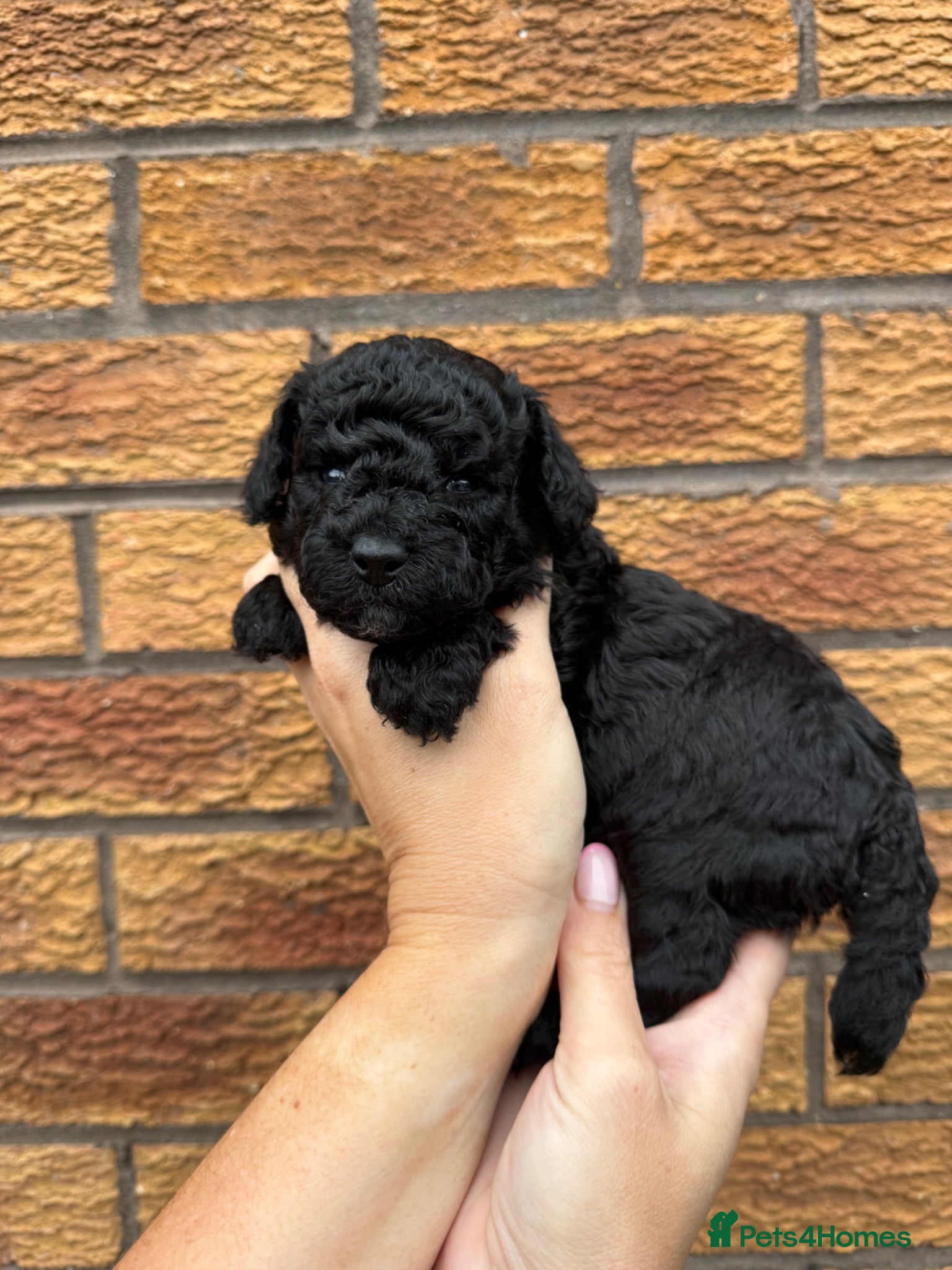 Cockapoo dogs Toy Cockapoo Puppies | DNA & Health Tested Parents - Advert 1