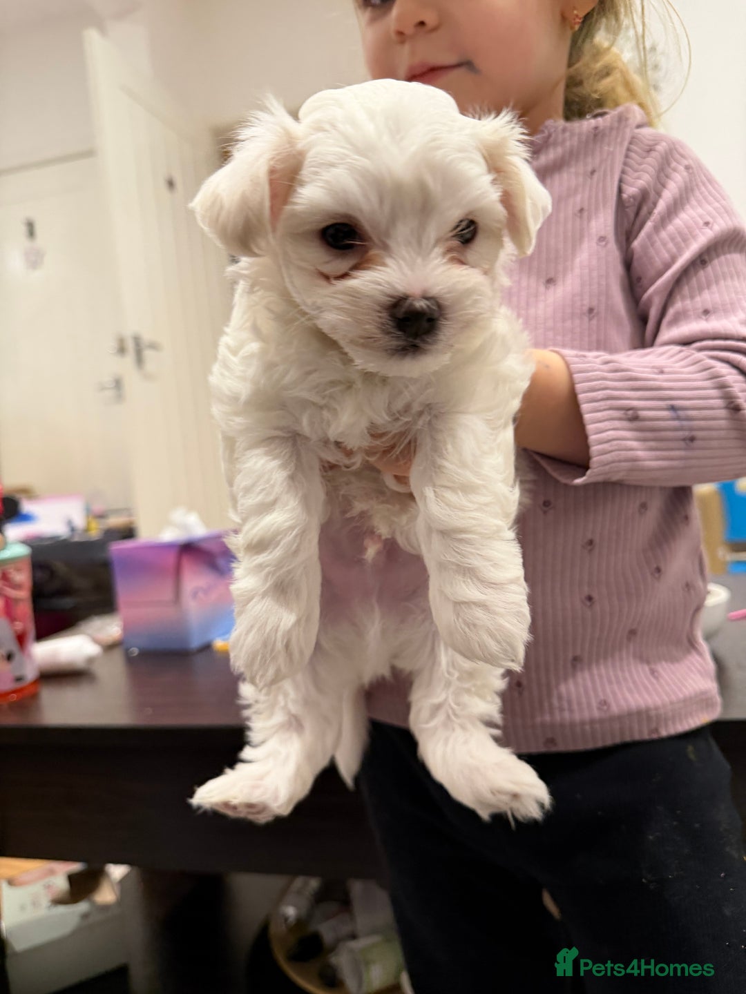 Maltese dogs for sale: Gorgeous Maltese puppies  - Advert 10
