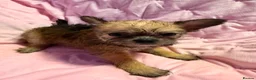 Mixed Breed dogs for sale: Frenchie x chihuahua puppies 2 boys 2 girls - Advert 4