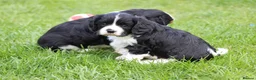Cavachon dogs for sale: Beautiful Cavachon puppies for sale - Advert 32