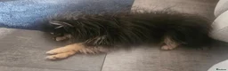 Pomeranian dogs for sale: Male pomeranian  - Advert 3