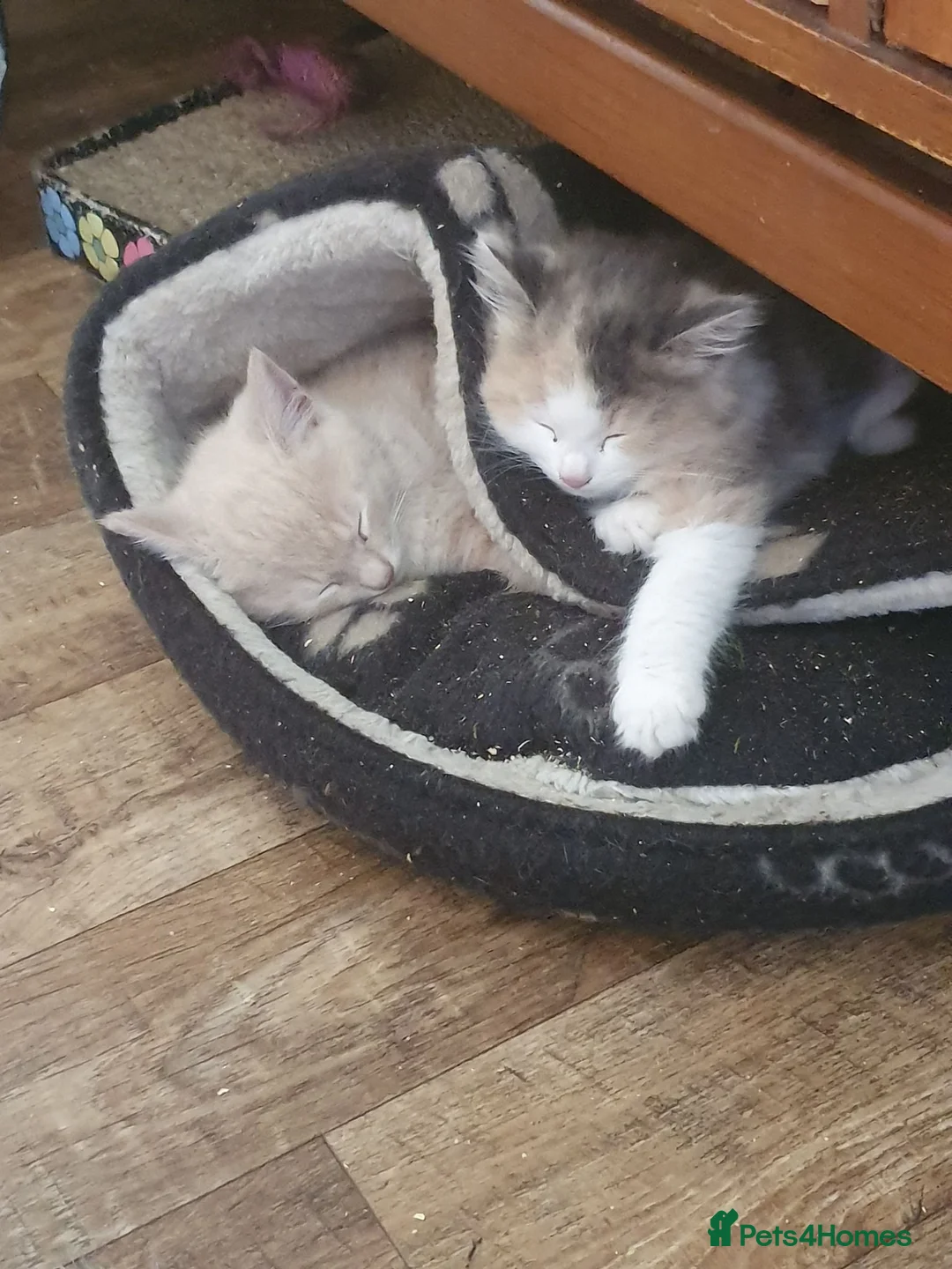 Mixed Breed cats for sale: Last of the Summer Kits - Advert 1