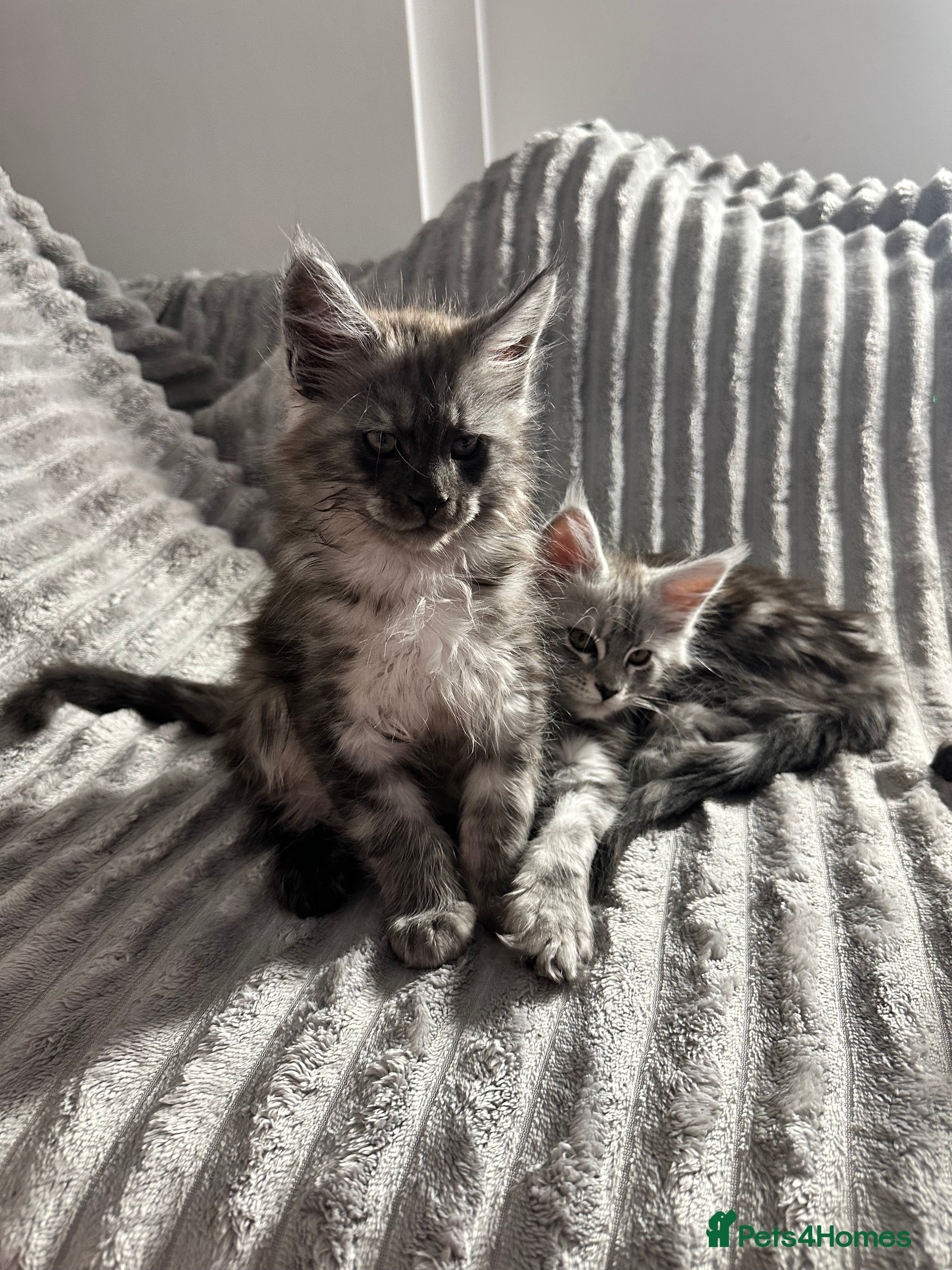 Maine Coon cats XXL Champion Sired Maine Coon Kittens  - Advert 1