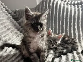 Maine Coon cats XXL Champion Sired Maine Coon Kittens - Advert 1