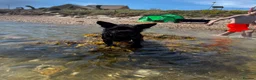 Mixed Breed dogs for stud: Stud  in Bristol - Advert 1