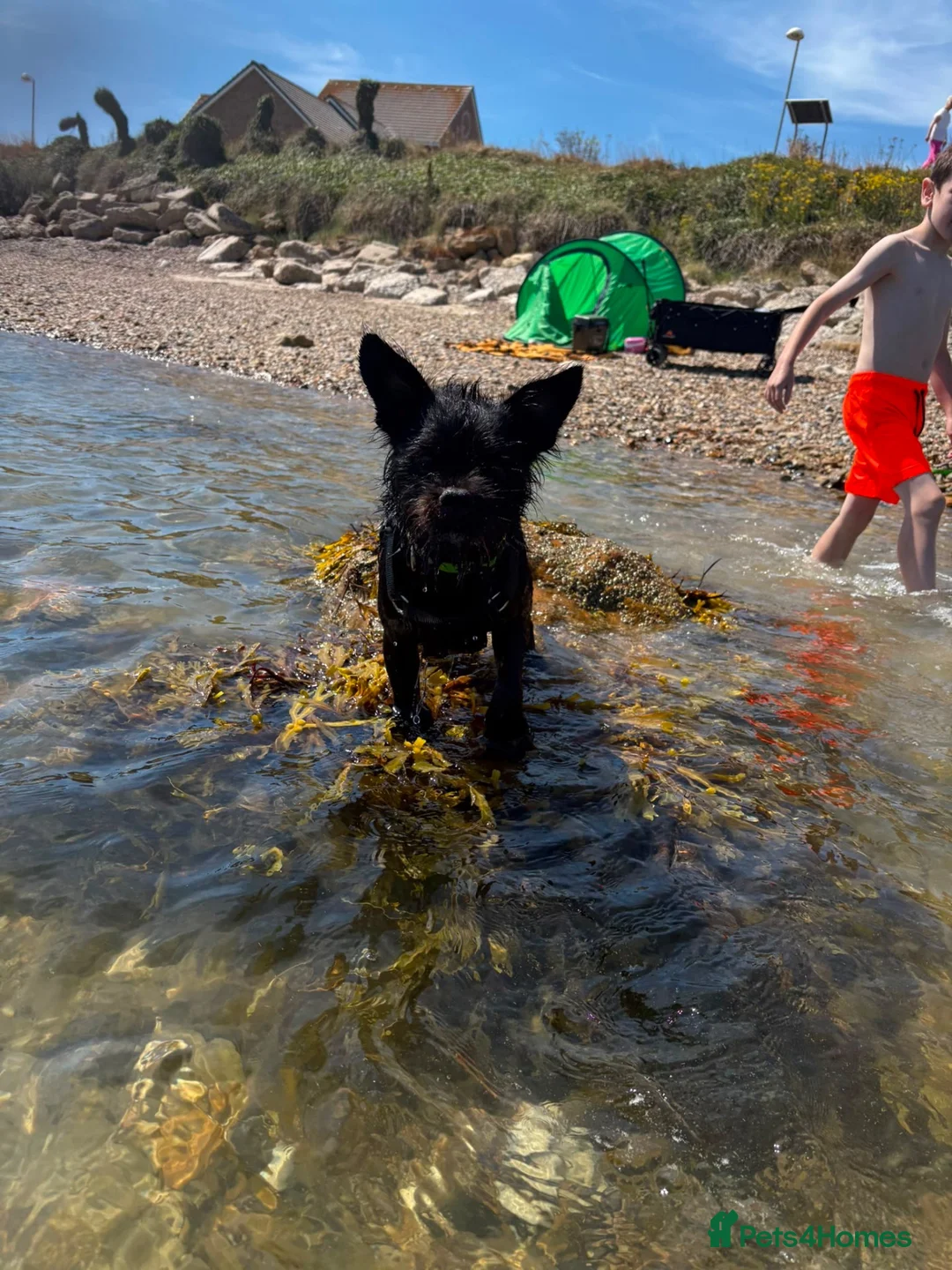 Mixed Breed dogs for stud: Stud  in Bristol - Advert 1