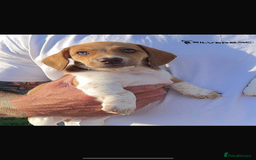 Miniature Dachshund dogs for sale: ‼️Last pup left‼️ 🐾Pied girl with ticked paws 🐾  - Image 2