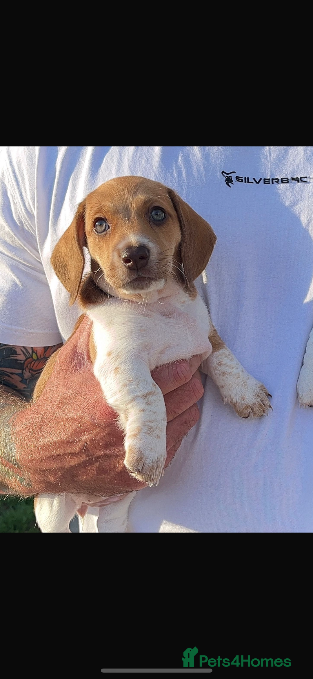 Miniature Dachshund dogs for sale: ‼️Last pup left‼️ 🐾Pied girl with ticked paws 🐾  - Image 2