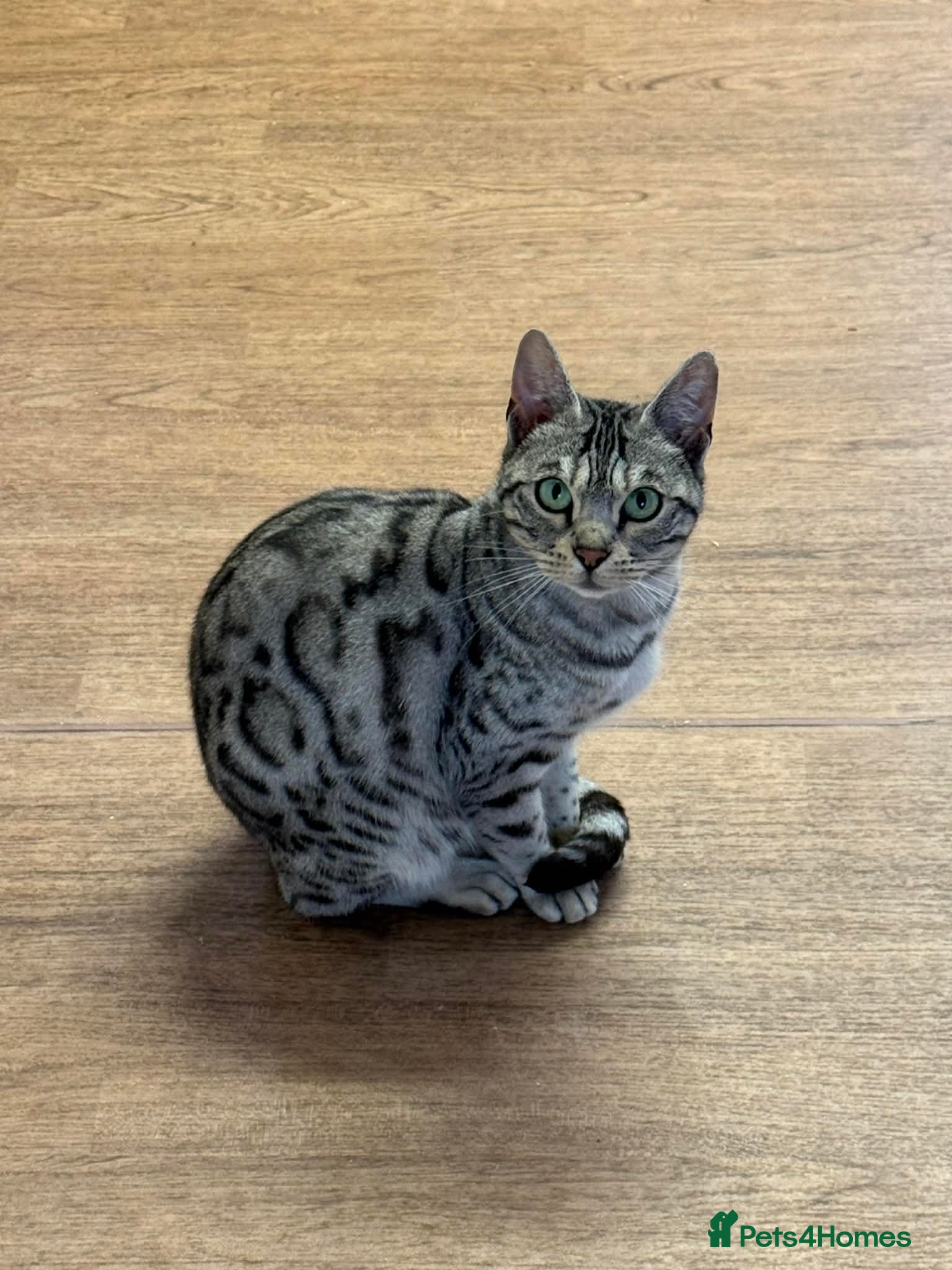 Bengal cats 2 BENGAL CATS FOR SALE - Advert 1