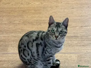 Bengal cats 2 BENGAL CATS FOR SALE - Advert 2