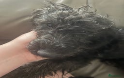Mixed Breed dogs for sale: Male 8 month miniature Schnoodle - Image 5