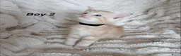 Maine Coon cats for sale: Maine coon kittens ready to reserve  - Advert 32