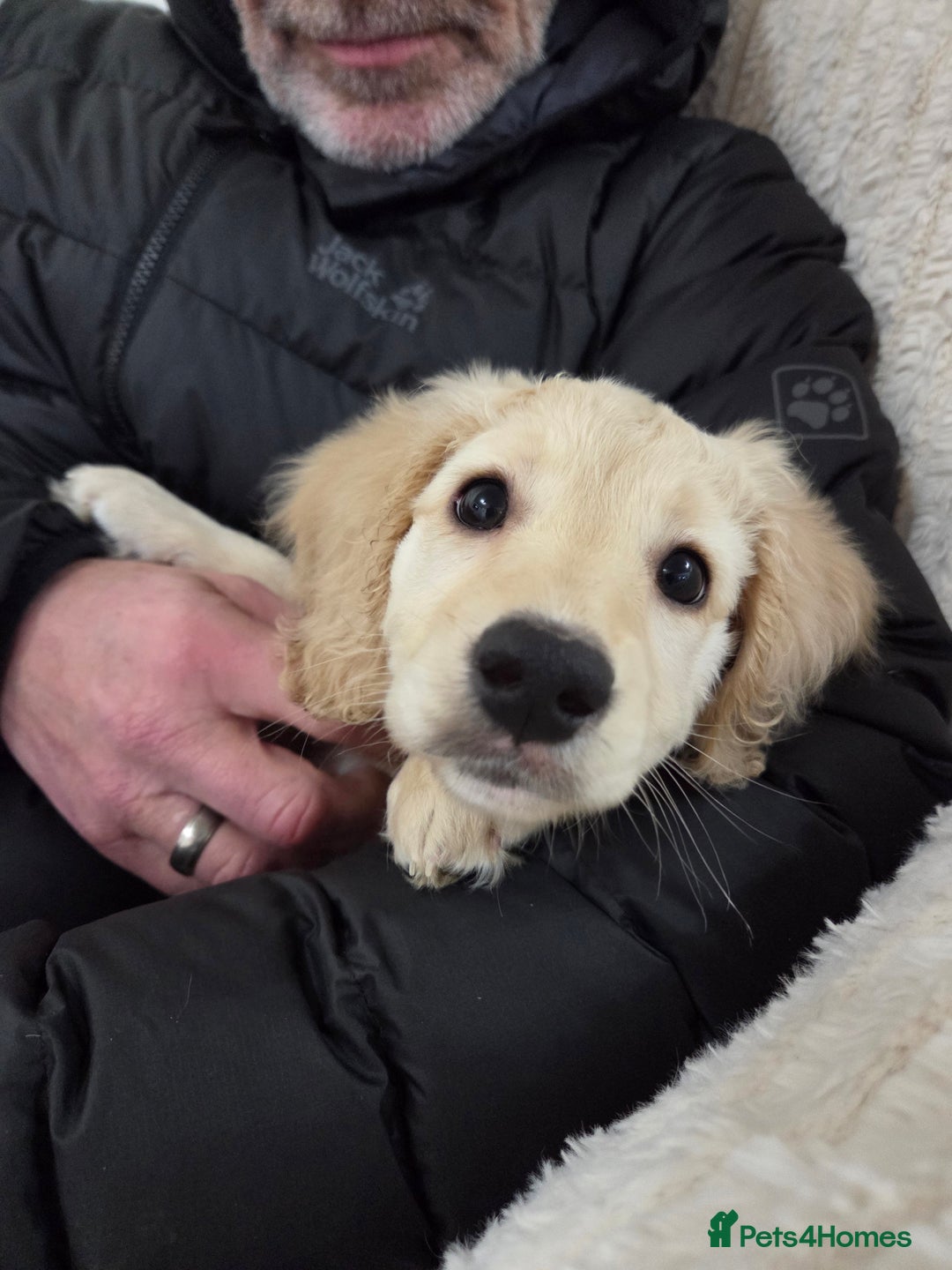 Cockapoo dogs for sale: Cockapoo READY NOW - Advert 3