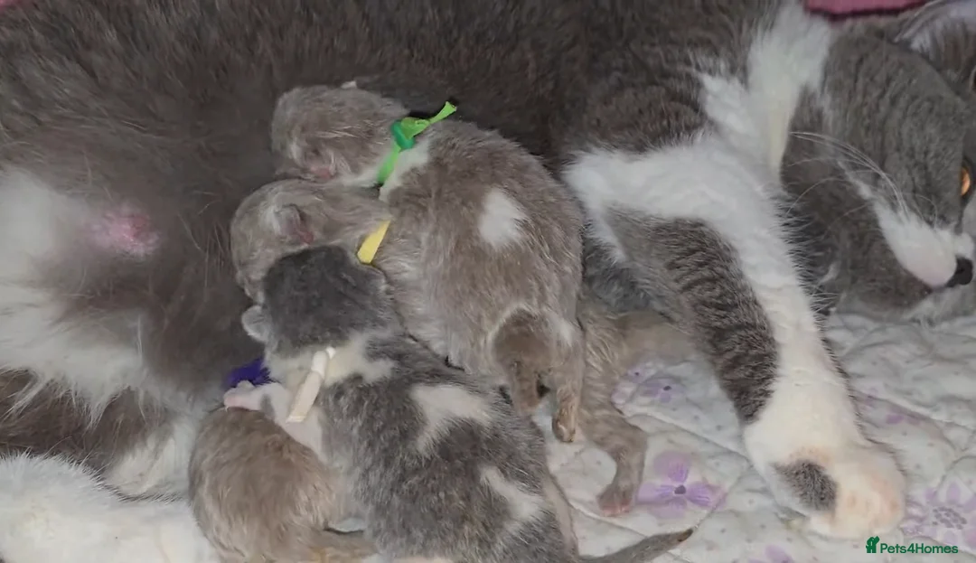 British Shorthair cats for sale: 💫 TICA registered British Shorthair Males - Advert 4