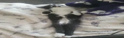 Mixed Breed cats for sale: Can't afford to keep and to many to manage  - Advert 3