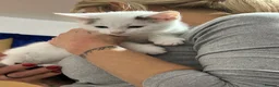 Persian cats for sale: 3 beautiful half Persian kittens left for sale!! - Advert 9