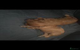 Cavapoo dogs for sale: Two Extensively Health Tested Cavapoo Girls   - Image 5