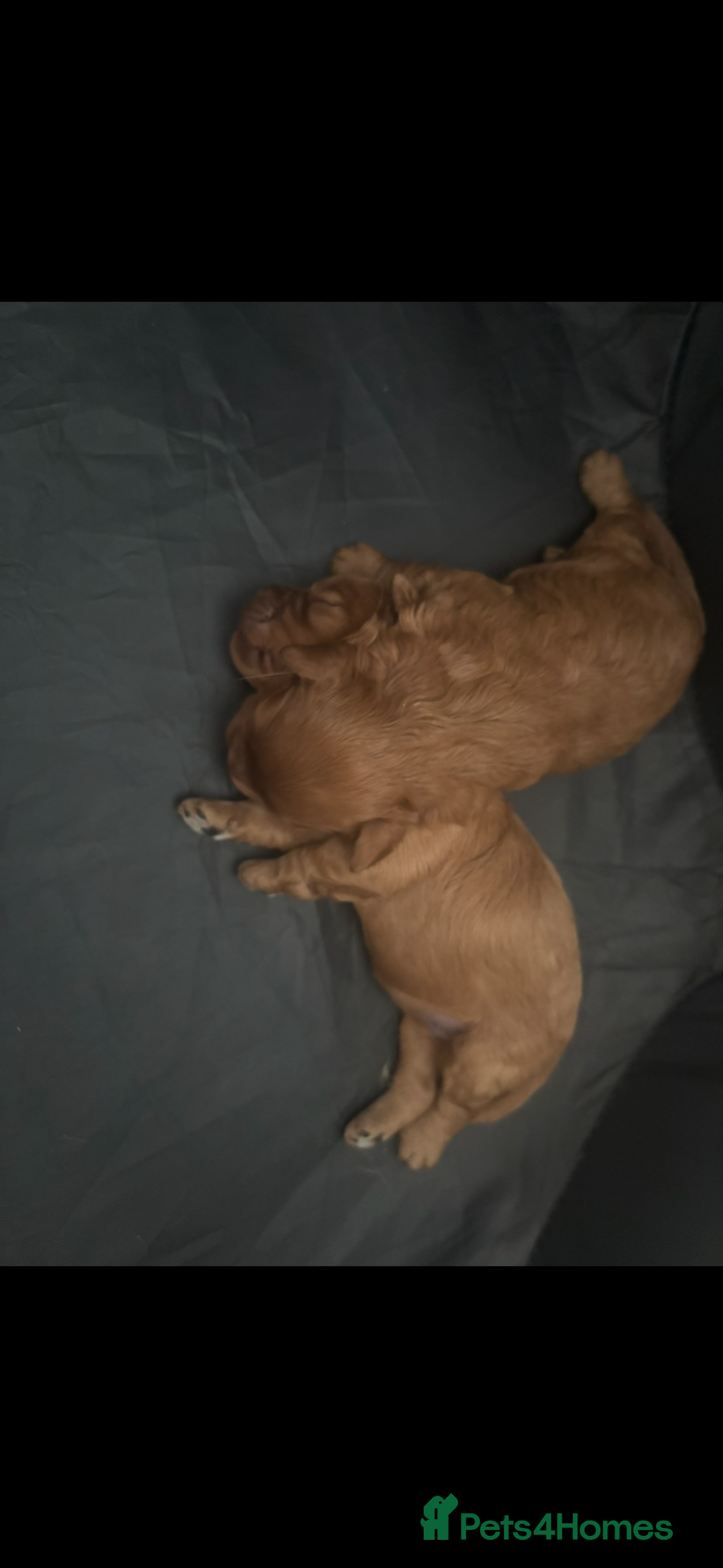 Cavapoo dogs for sale: Two Extensively Health Tested Cavapoo Girls   - Image 5