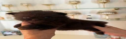 Pomeranian dogs for sale: BEAUTIFUL POMERANIAN PUPPIES - Advert 27