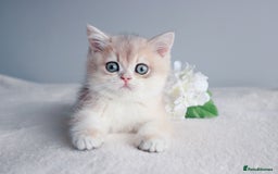British Shorthair cats for sale: READY NOW! Champion Bloodline Golden Babies  - Image 4