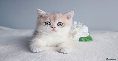 British Shorthair cats - Advert 2