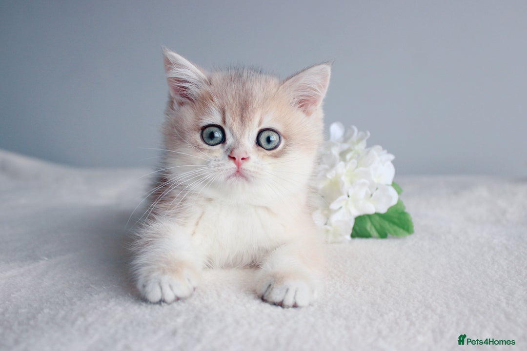 British Shorthair cats for sale: READY NOW! Champion Bloodline Golden Babies  - Image 4